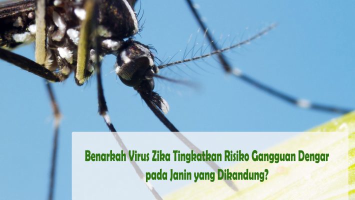 Virus Zika Tingkatkan Risiko Gangguan Pendengaran pada Janin yang Dikandung?